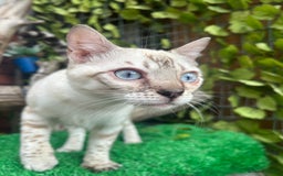 Bengal cats for sale: Unbelievably friendly TICA reg kittens  - Image 21