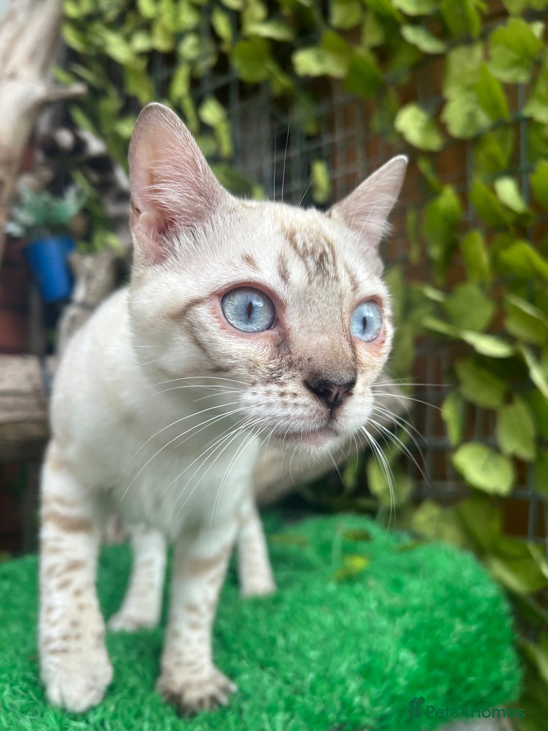 Bengal cats for sale: Unbelievably friendly TICA reg kittens  - Image 21