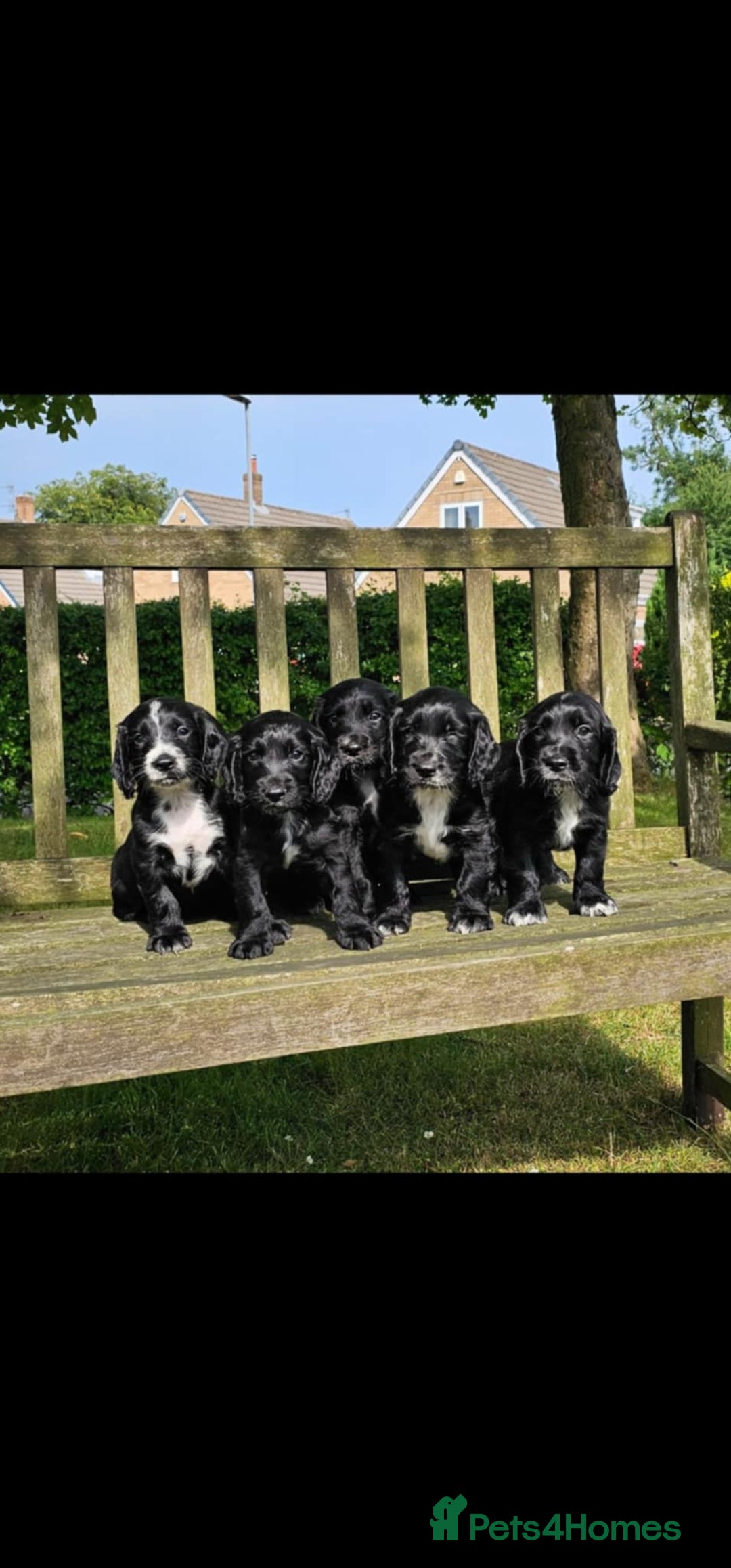 Cocker Spaniel dogs for sale: Cocker spaniel puppies  - Image 1