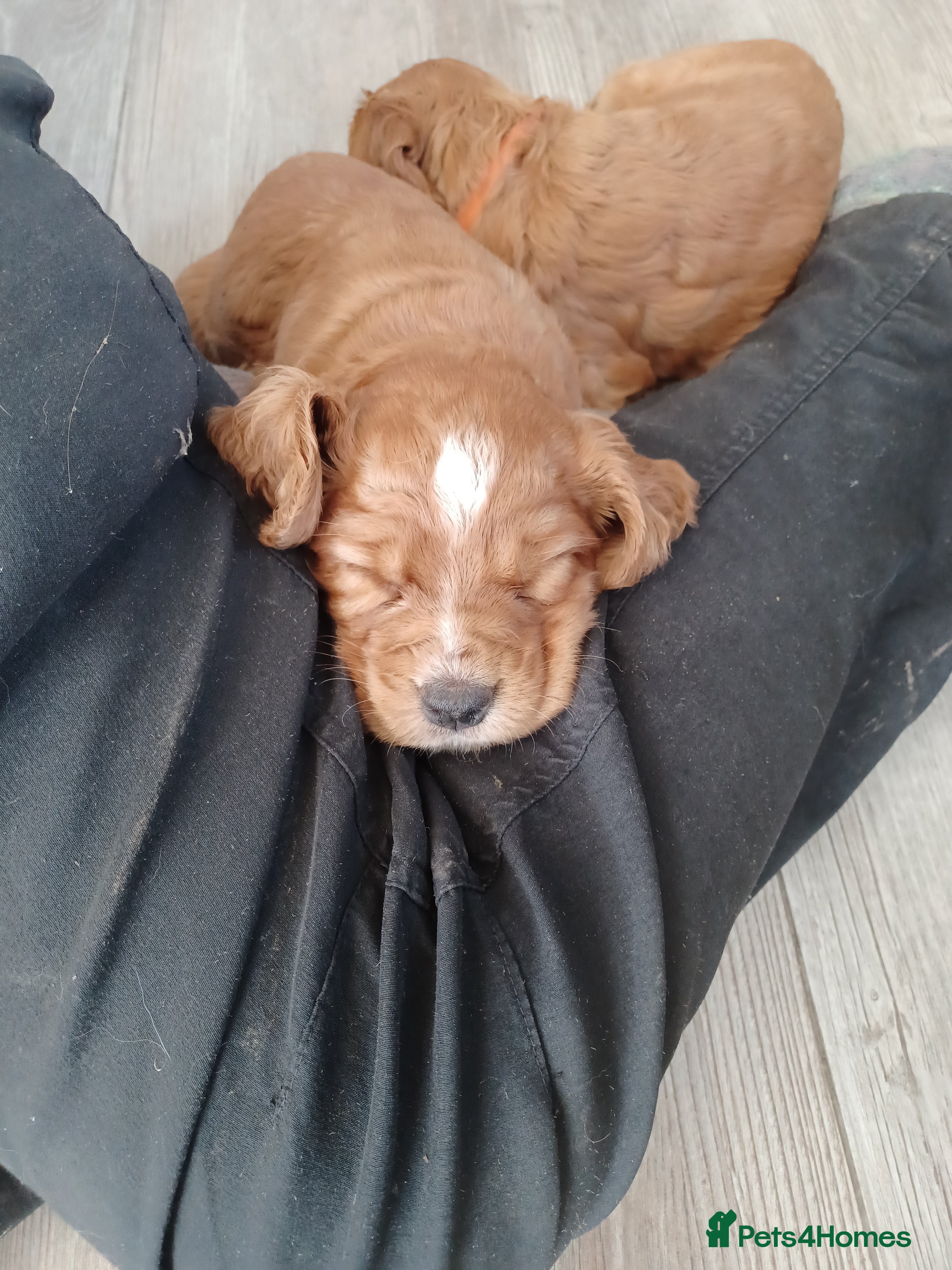 Cocker Spaniel dogs Working Cocker Spaniels  - Advert 1