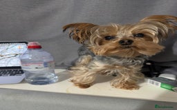 Yorkshire Terrier dogs for stud: STUD !!!boy mini Pure breed Yorkshire Terrier stud in London - Image 8