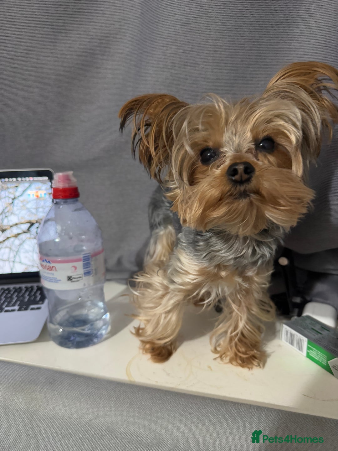 Yorkshire Terrier dogs for stud: STUD !!!boy mini Pure breed Yorkshire Terrier stud in London - Image 8