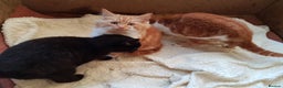 Mixed Breed cats for sale: GORGEOUS KITTENS INCL FEMALE ORANGE TABBY - Advert 5