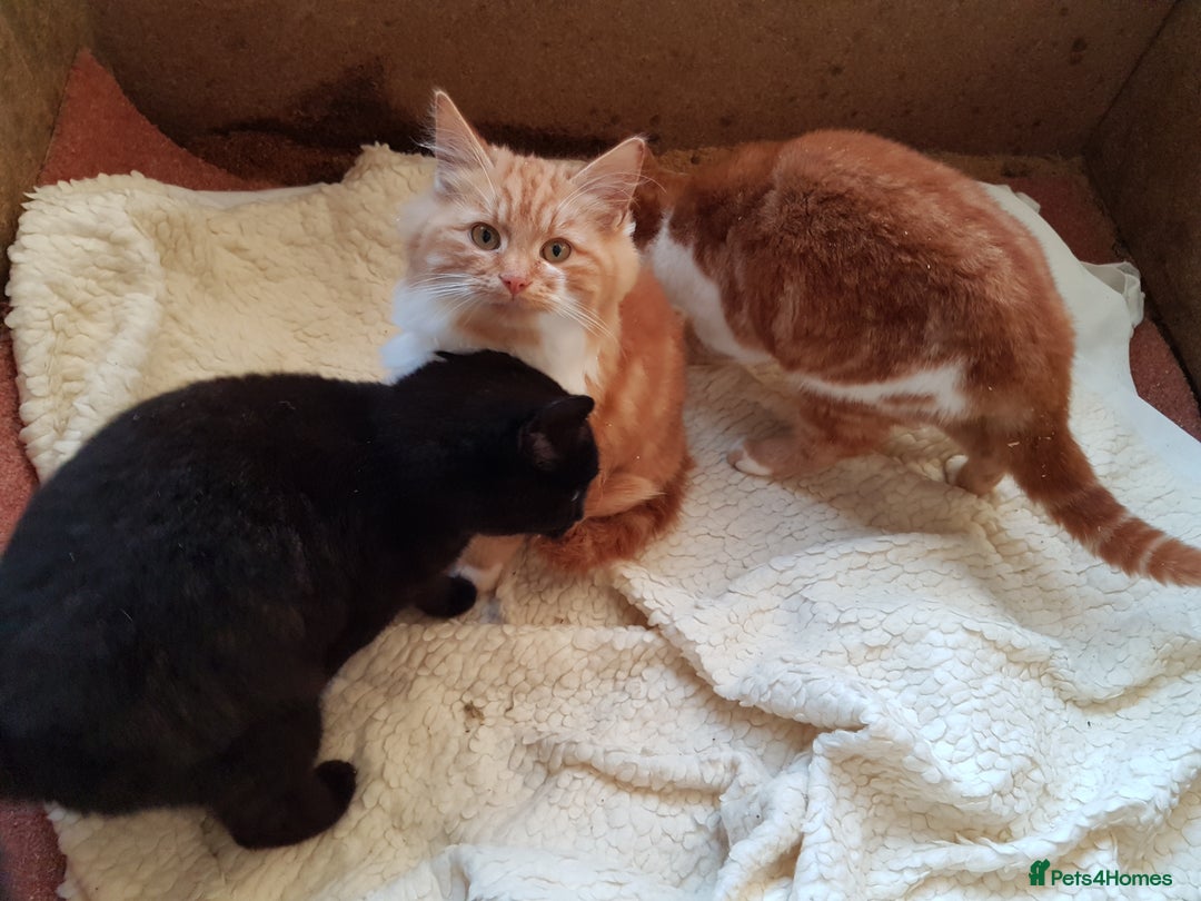 Mixed Breed cats for sale: GORGEOUS KITTENS INCL FEMALE ORANGE TABBY - Advert 5