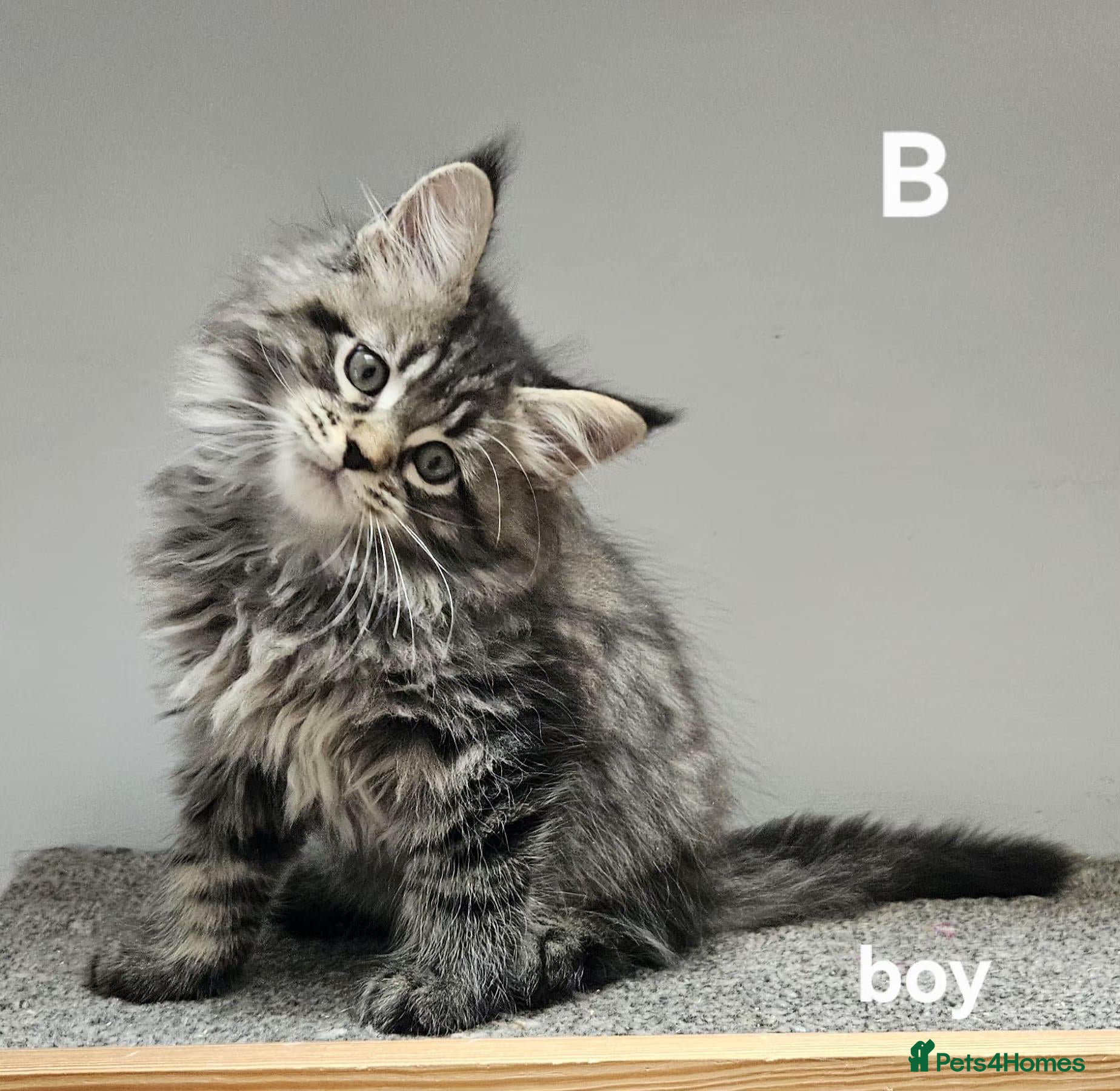 Maine Coon cats Large Maine Coon kittens regd European bloodline - Advert 12