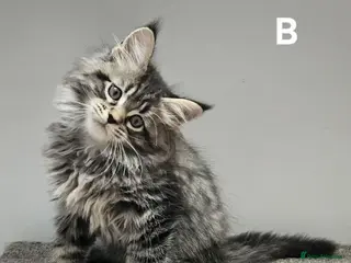 Maine Coon cats Large Maine Coon kittens regd European bloodline - Advert 12