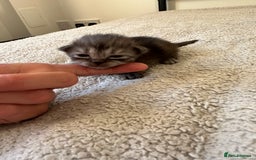 Ragdoll cats for sale: RAGDOLL X KITTENS  - Image 13
