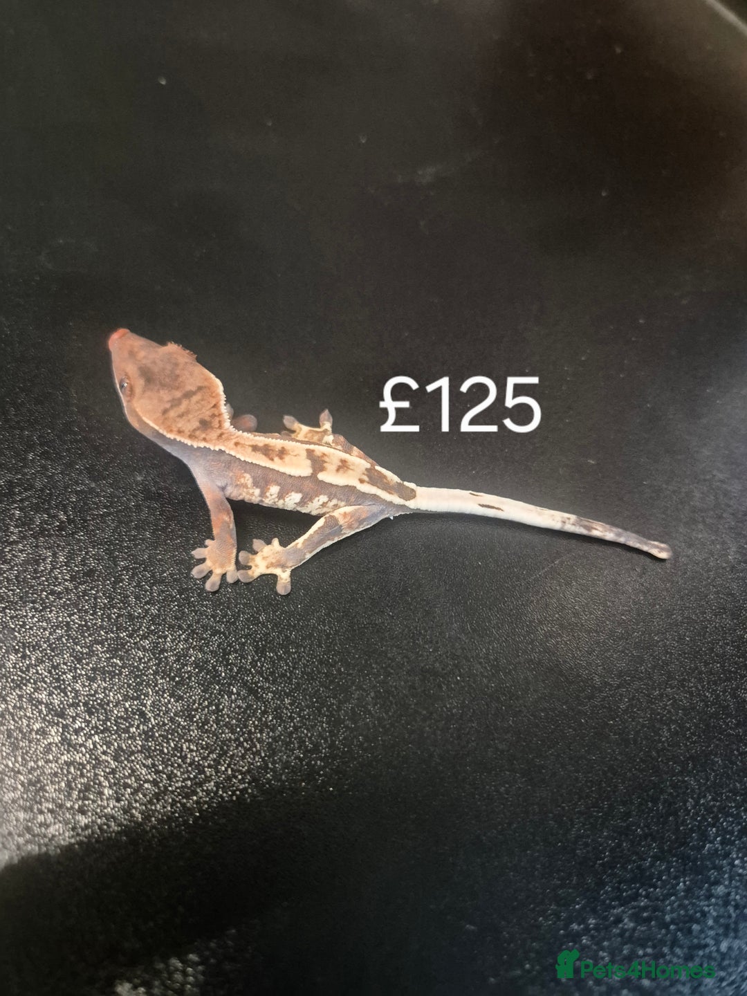 Gecko reptiles for sale: Crested geckos - Advert 4