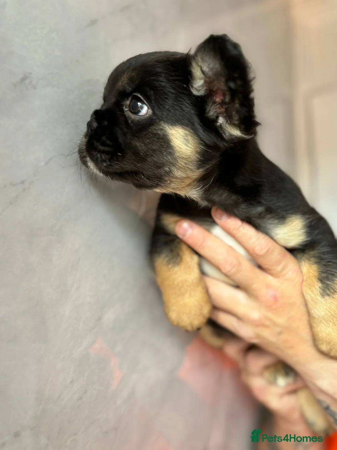 French Bulldog dogs for sale: Fluffy French bulldog  - Advert 6