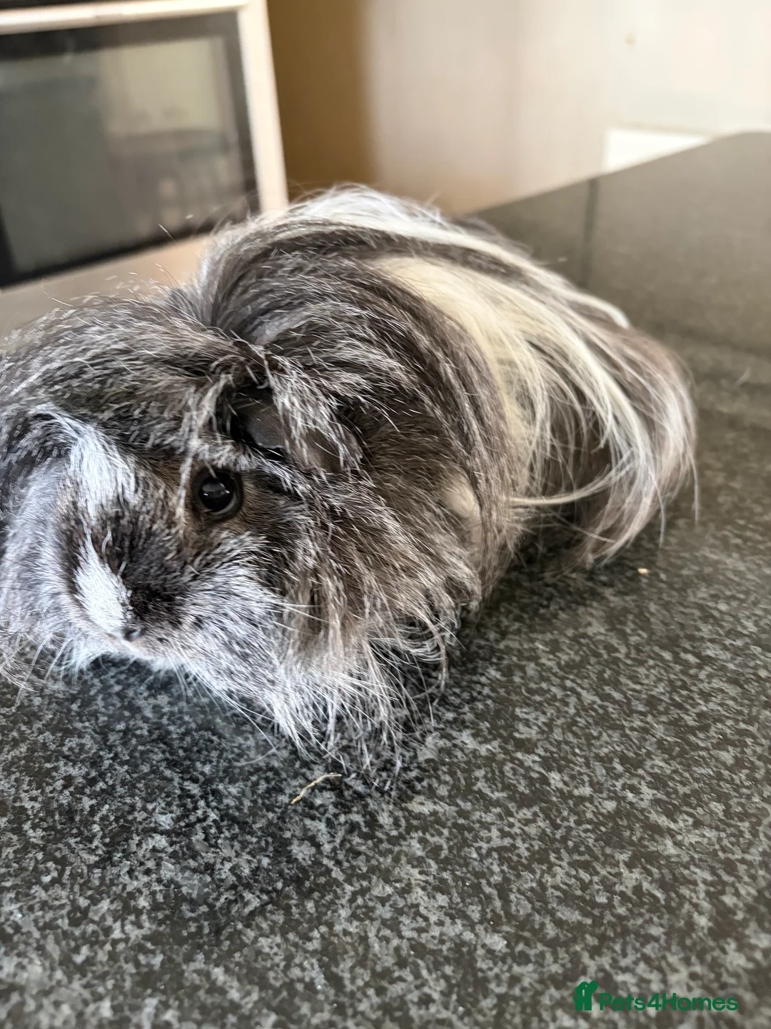 Guinea Pig rodents for sale: Two Female Guinea Pigs looking for home together  - Advert 3