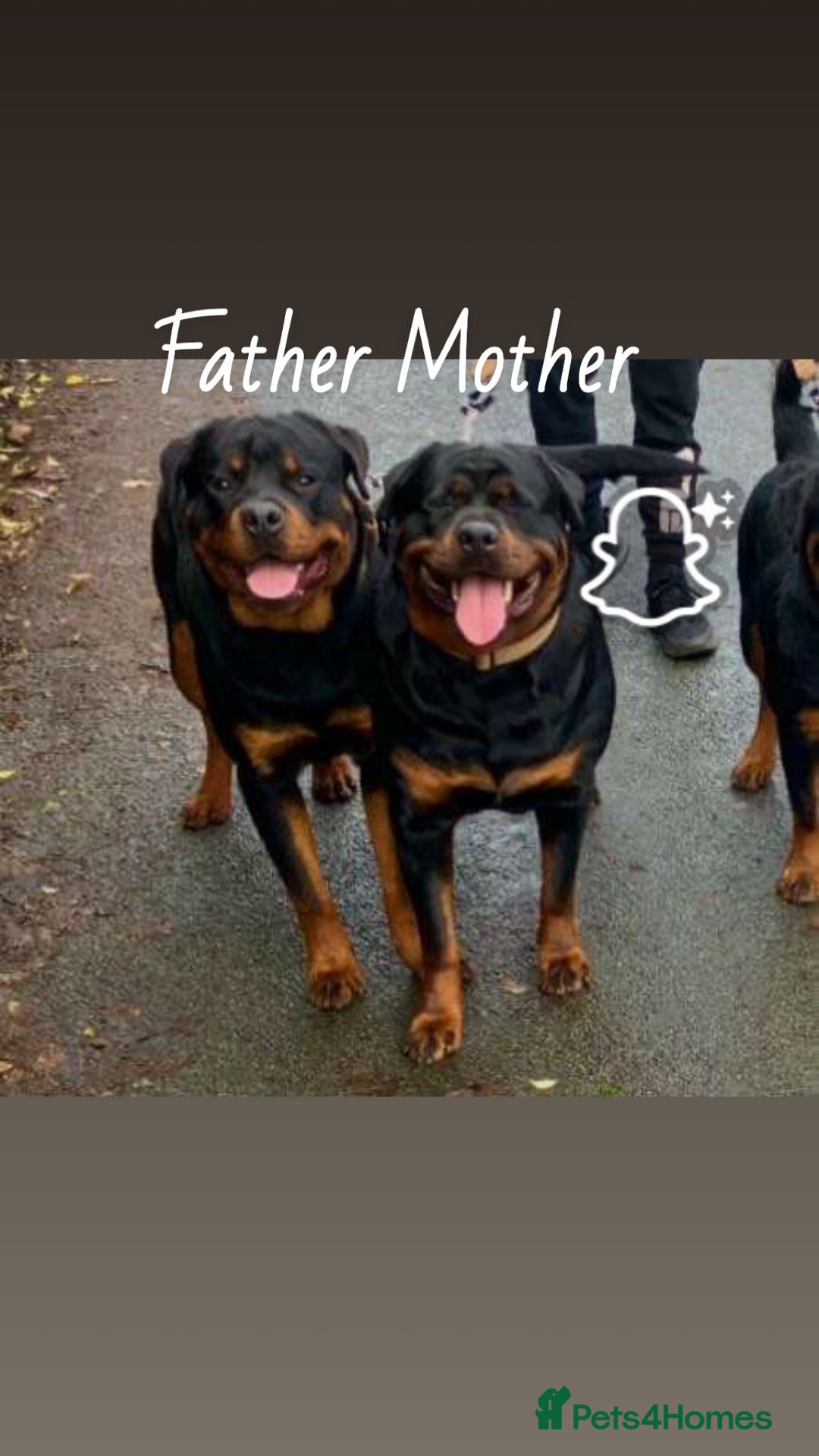 Rottweiler dogs for sale: **Ready To Leave** Chunky Rottweiler puppy  - Image 5