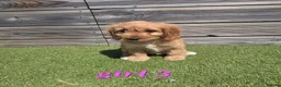 Cockapoo dogs for sale: 7 Adorable F1 Cockapoo pups ♥️🐕🐾 - Advert 23