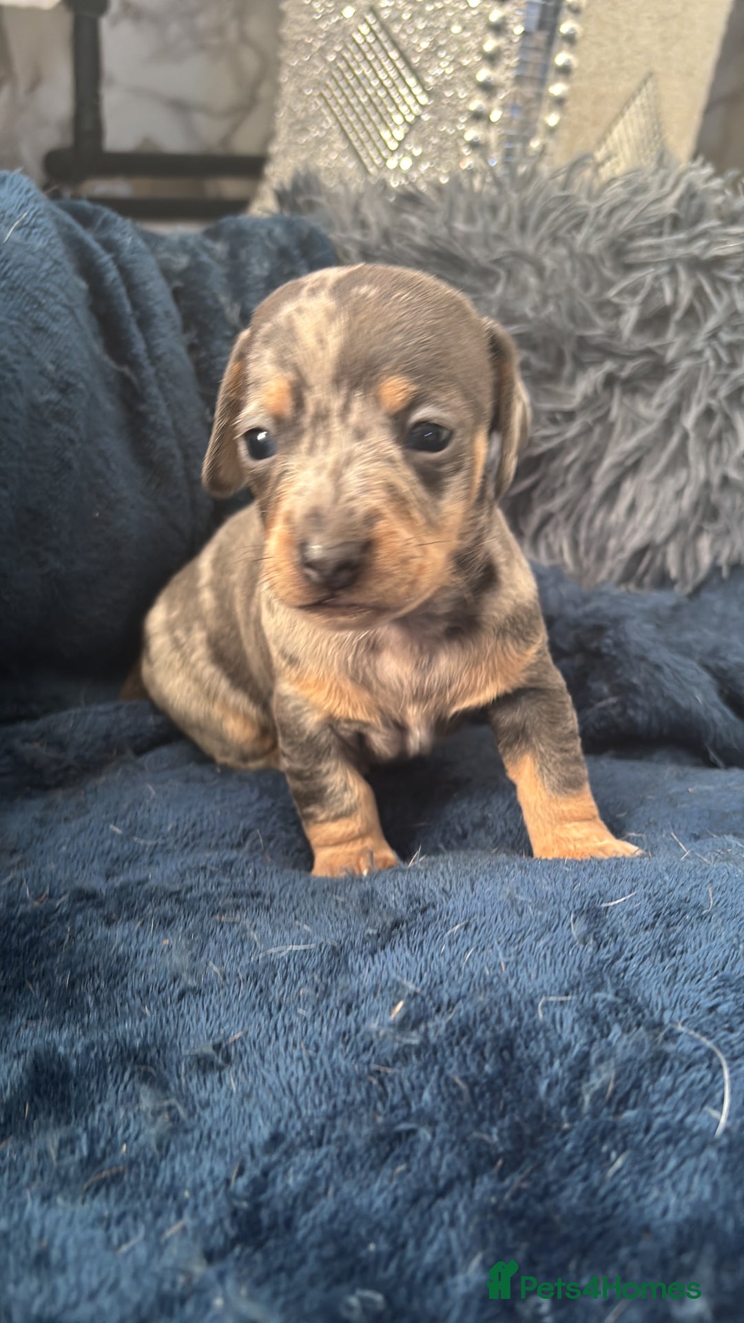 Dachshund dogs for sale: 7 beautiful dachshund baby’s  - Image 18