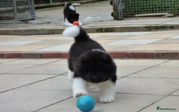 Akita dogs for sale: Quality Akita Babies (& KC Registered) - Image 21