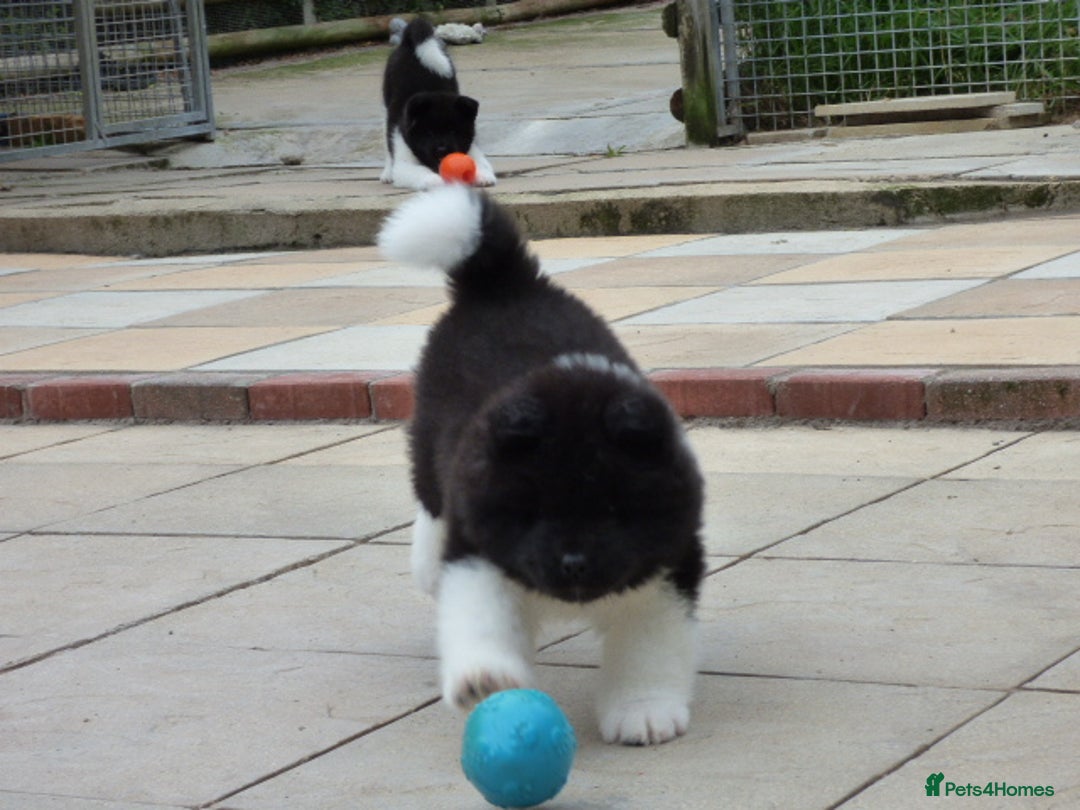 Akita dogs for sale: Quality Akita Babies (& KC Registered) - Image 21
