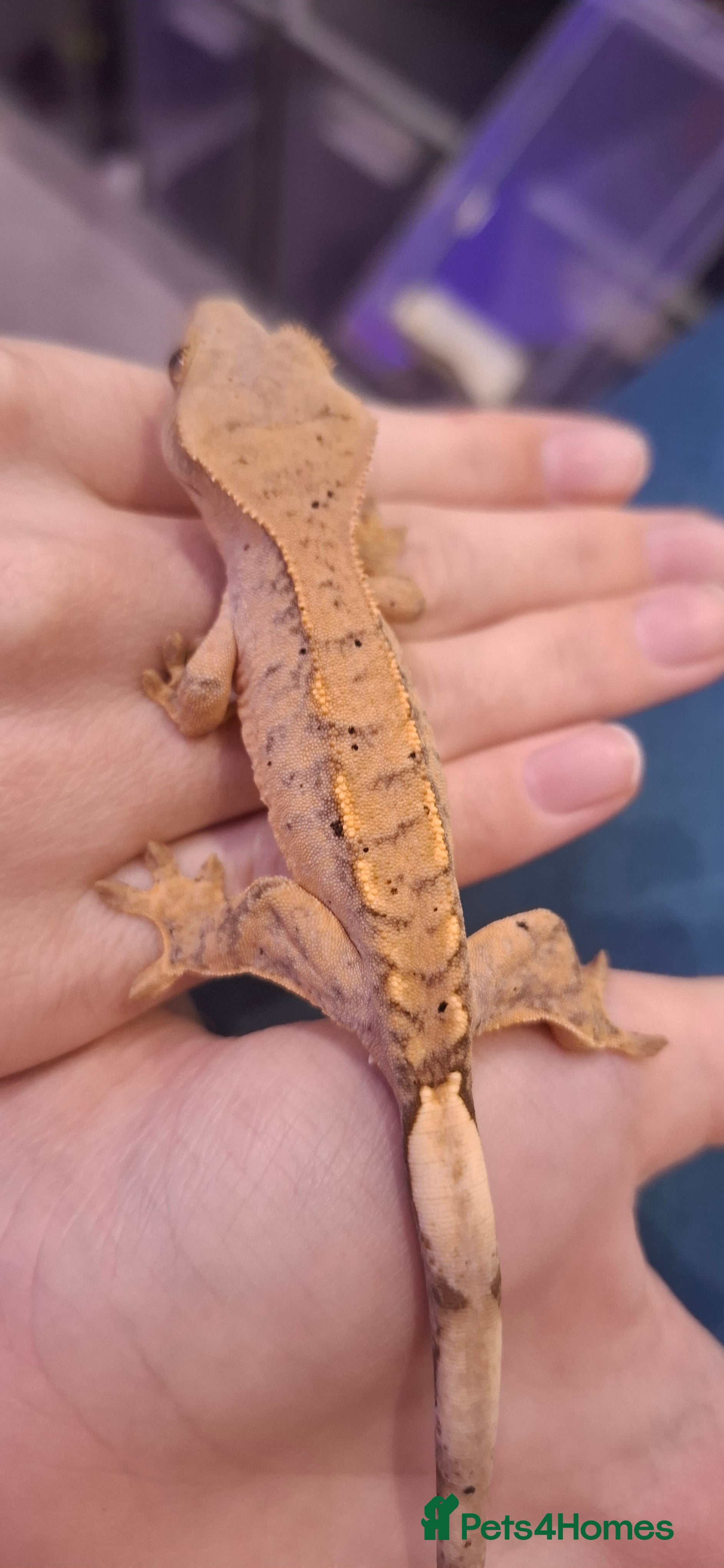 Gecko reptiles Baby crested geckos - Advert 21