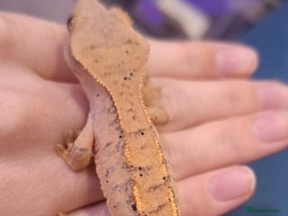 Gecko reptiles Baby crested geckos - Advert 1