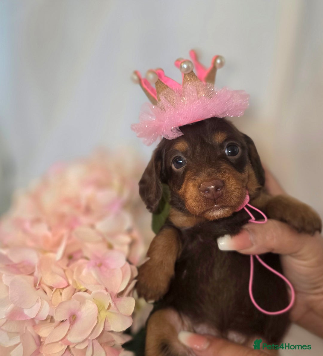 Mixed Breed dogs for sale:  miniature dachshund cross toy poodle doxiepoo   - Image 33