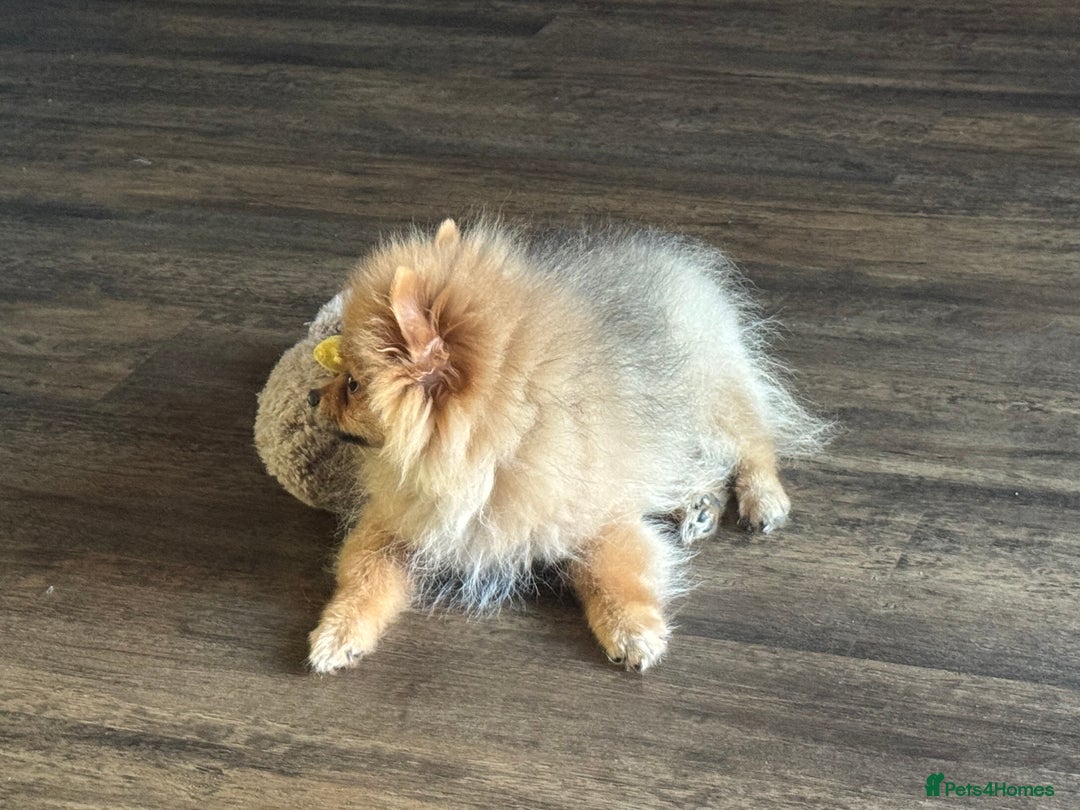 Pomeranian dogs for sale: Beautiful Little Boy Pomeranian - Image 5