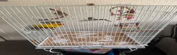 Parakeets birds for sale: 10-month-old Kakariki – Looking for a Loving Home in Birmingham - Advert 6