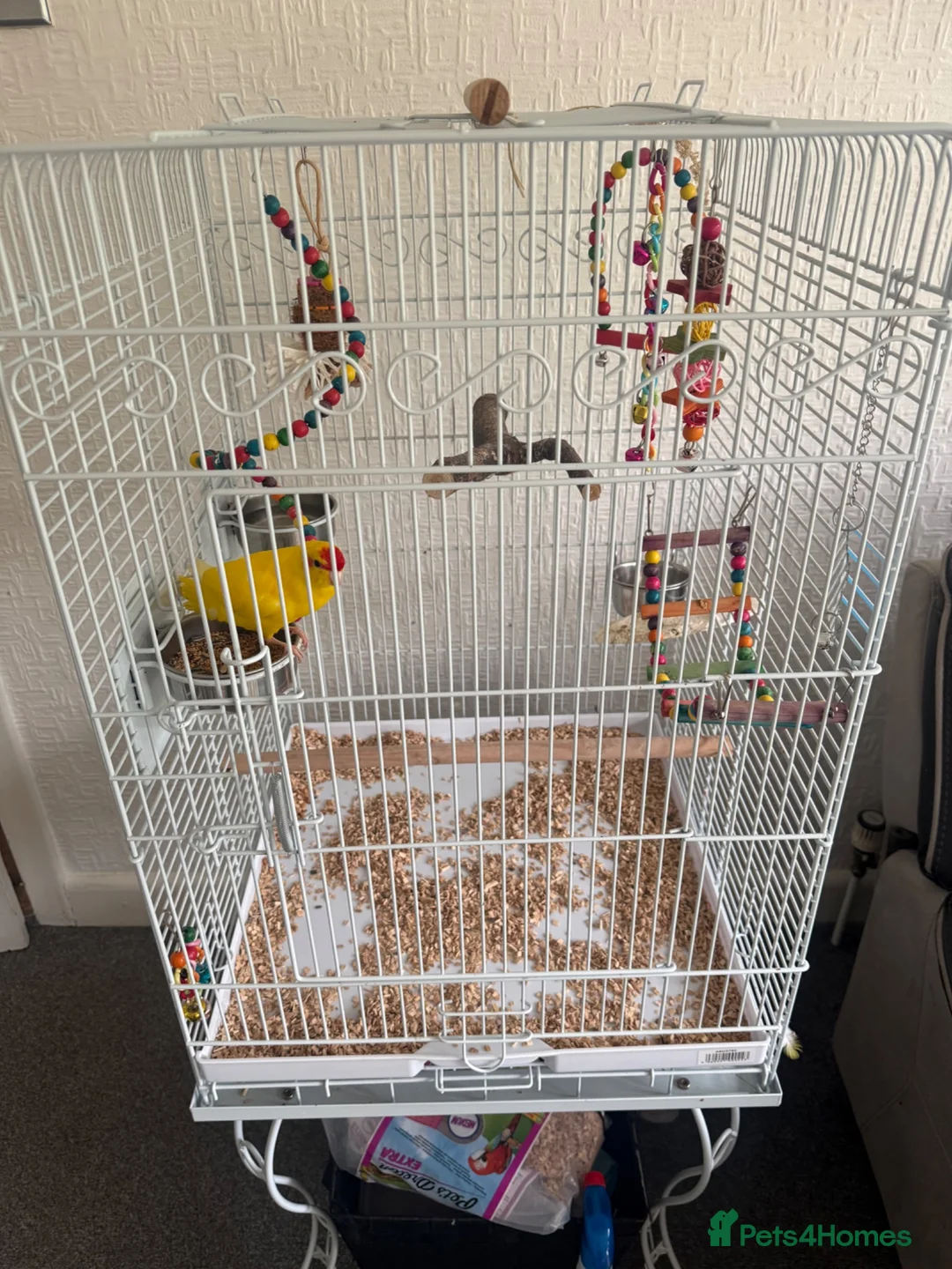 Parakeets birds for sale: 10-month-old Kakariki – Looking for a Loving Home in Birmingham - Advert 6