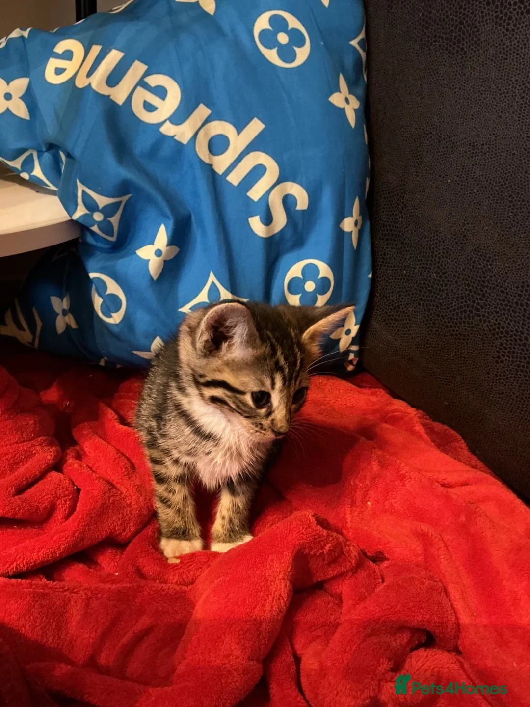 Bengal cats for sale: Kittens for sale - Advert 15