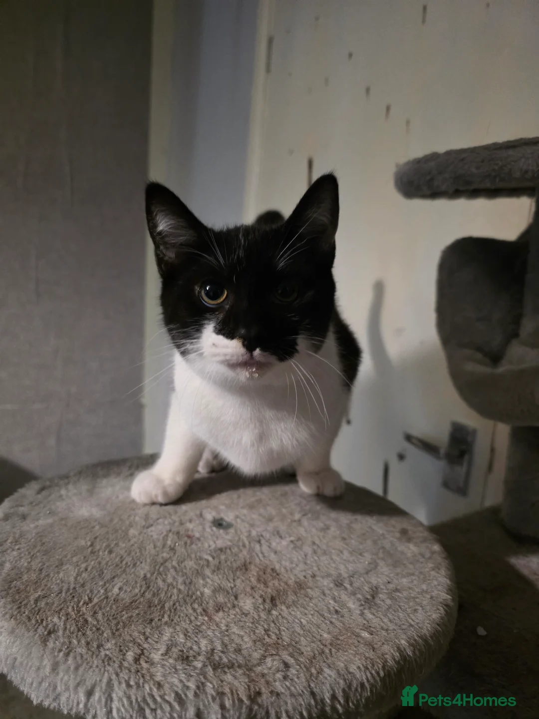 Domestic Shorthair cats for sale: male domestic shorthair kittens - Advert 2