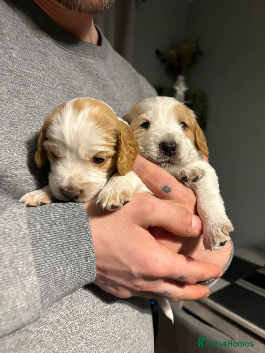 Cocker Spaniel dogs for sale: Cocker spaniel puppies  in Rotherham - Advert 15