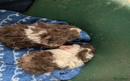 Guinea Pig rodents for sale: Stunning baby Lunkarya guinea pigs! 😍 - Image 4