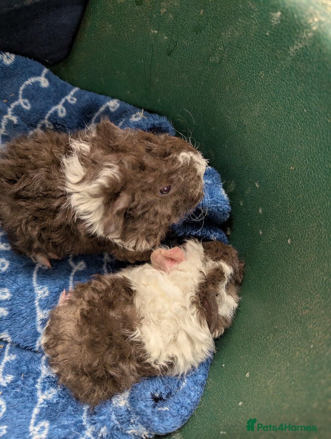 Guinea Pig rodents for sale: Stunning baby Lunkarya guinea pigs! 😍 - Image 4
