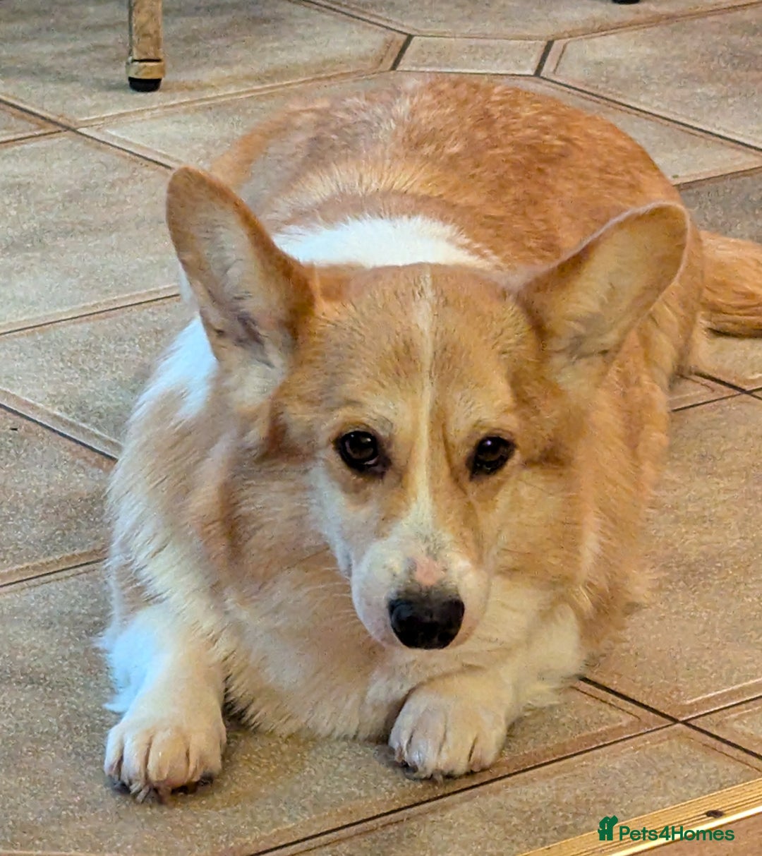 Welsh Corgi Pembroke dogs for sale: Champion line corgi puppies health tested parents  - Image 7