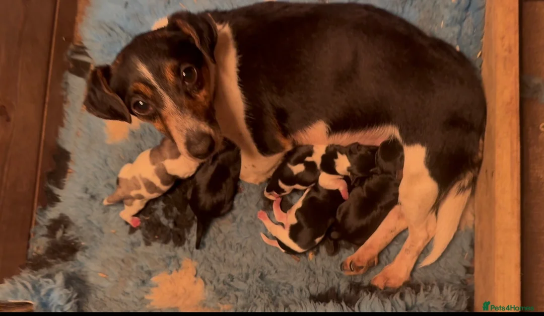 Jack Russell dogs for sale: Beautiful traditional and Merle jack Russels  - Advert 2