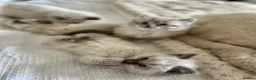Ragdoll cats for sale: Ragdoll kittens  - Advert 16