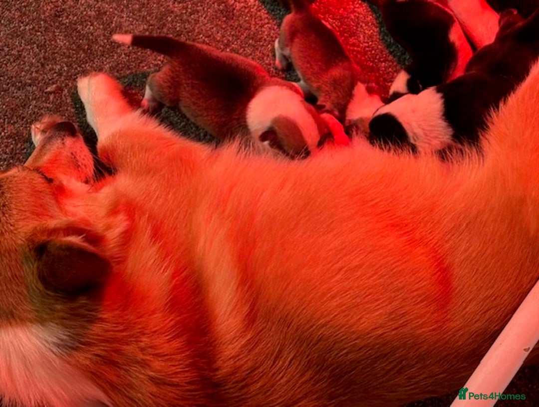 Welsh Corgi Pembroke dogs for sale: Tri coloured quality pedigree puppies available - Advert 20