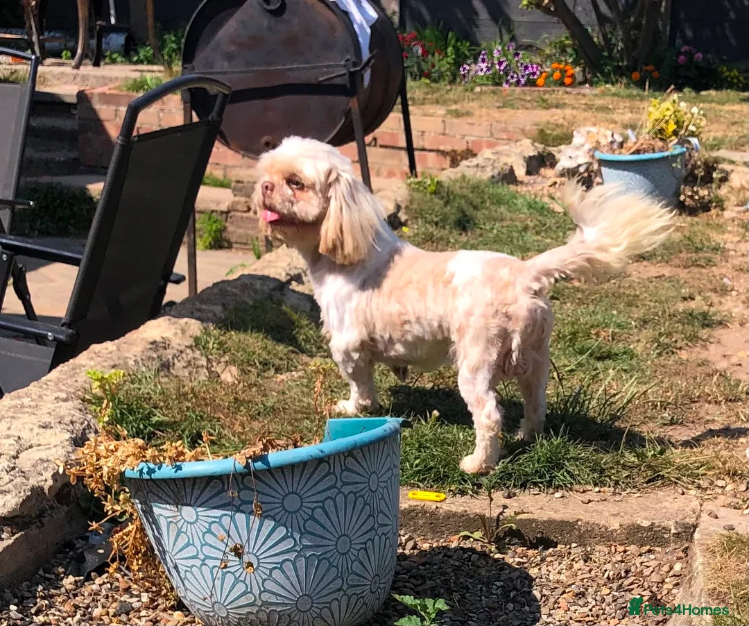 Shih Tzu dogs for sale: 2 year old male Shih Tzu  in Gravesend - Advert 2