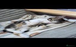 Domestic Shorthair cats for sale: 3 female kittens *READ DESCRIPTION* - Image 7