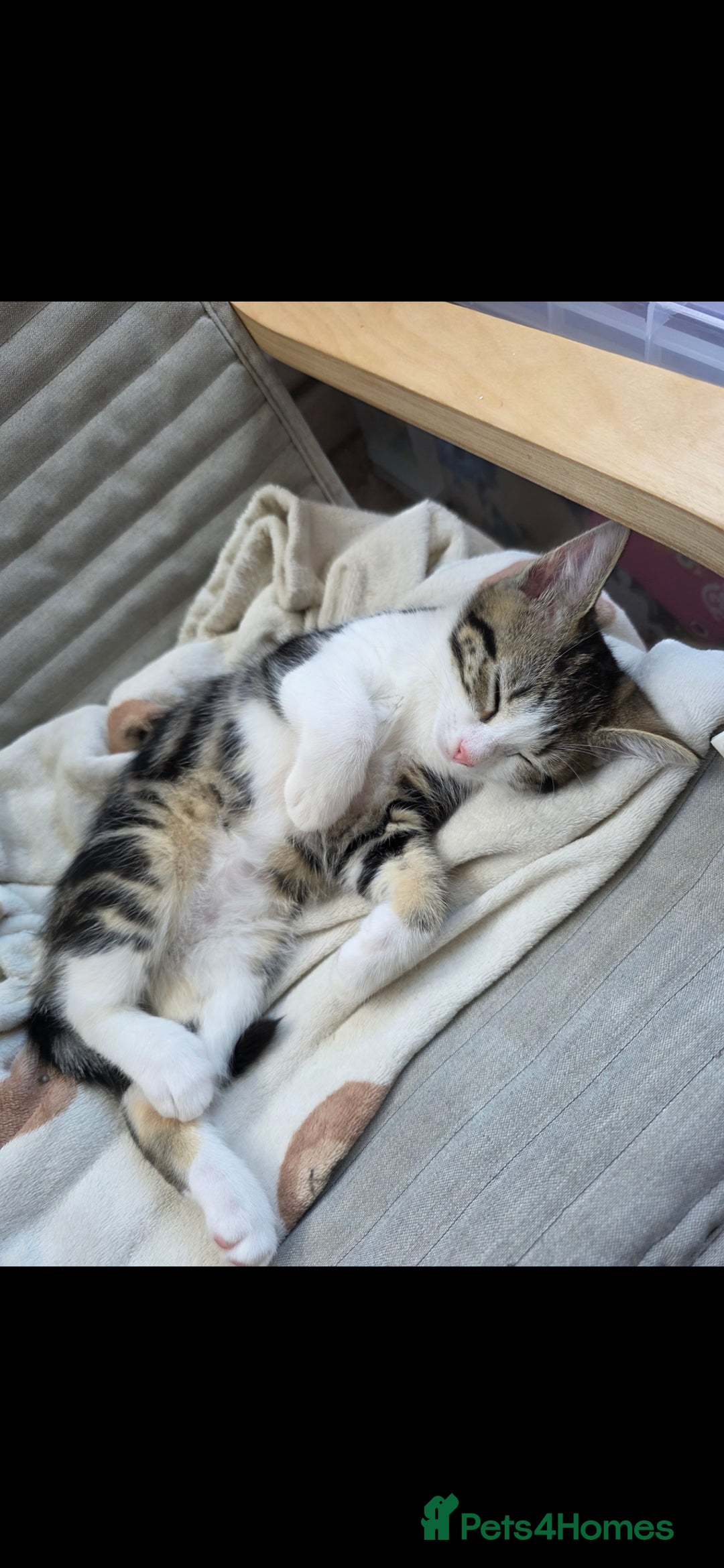 Domestic Shorthair cats for sale: 3 female kittens *READ DESCRIPTION* - Image 7