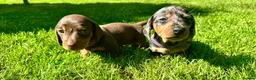 Miniature Dachshund dogs for sale: 🐾 LAST BOY LEFT - adorable miniature dachshund 🐾 - Advert 5