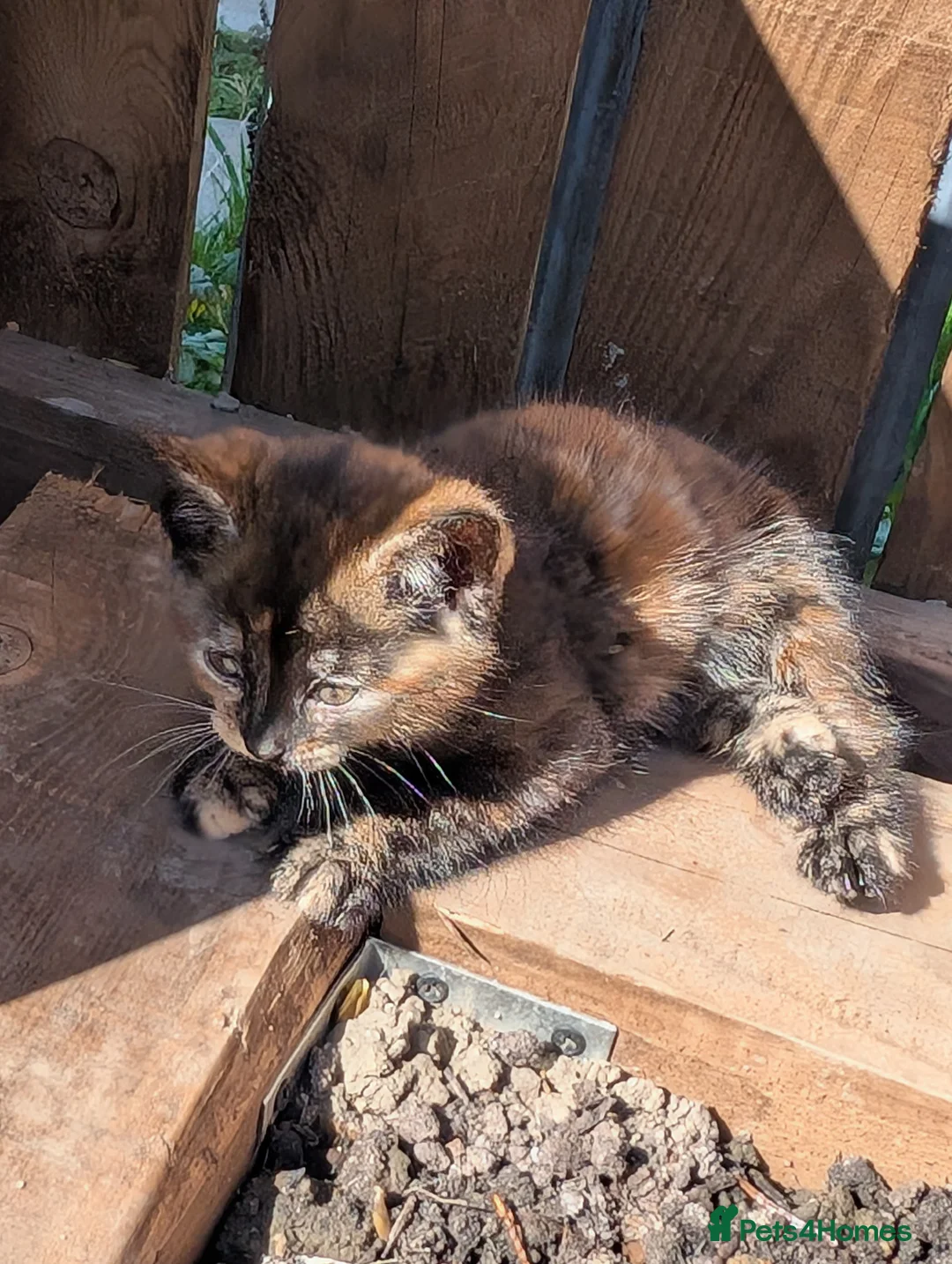 Mixed Breed cats for sale: Tortoiseshell female 2 kittens for sale Barnsley - Advert 7