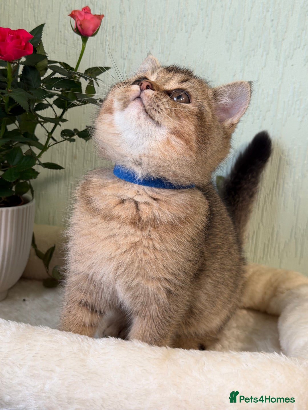 British Shorthair cats for sale: British shorthair Golden kittens TICA - Advert 16