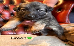 German Shepherd dogs for sale: Long-Haired Straight Back German Shepherd Puppies - Image 30