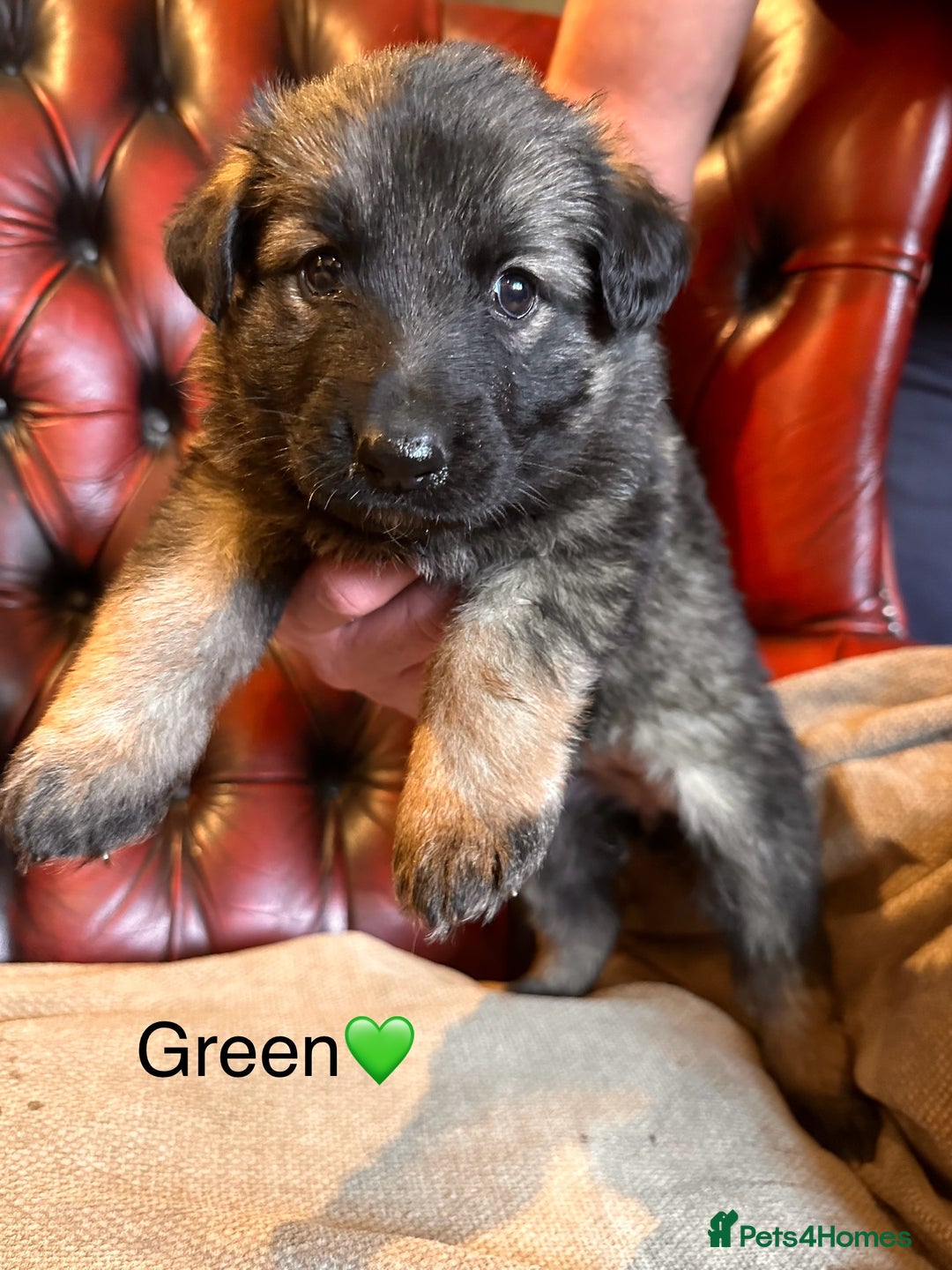 German Shepherd dogs for sale: Long-Haired Straight Back German Shepherd Puppies - Image 30