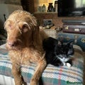 Hungarian Vizsla dogs 11 amazing wire haired vizsla puppies - Advert 1