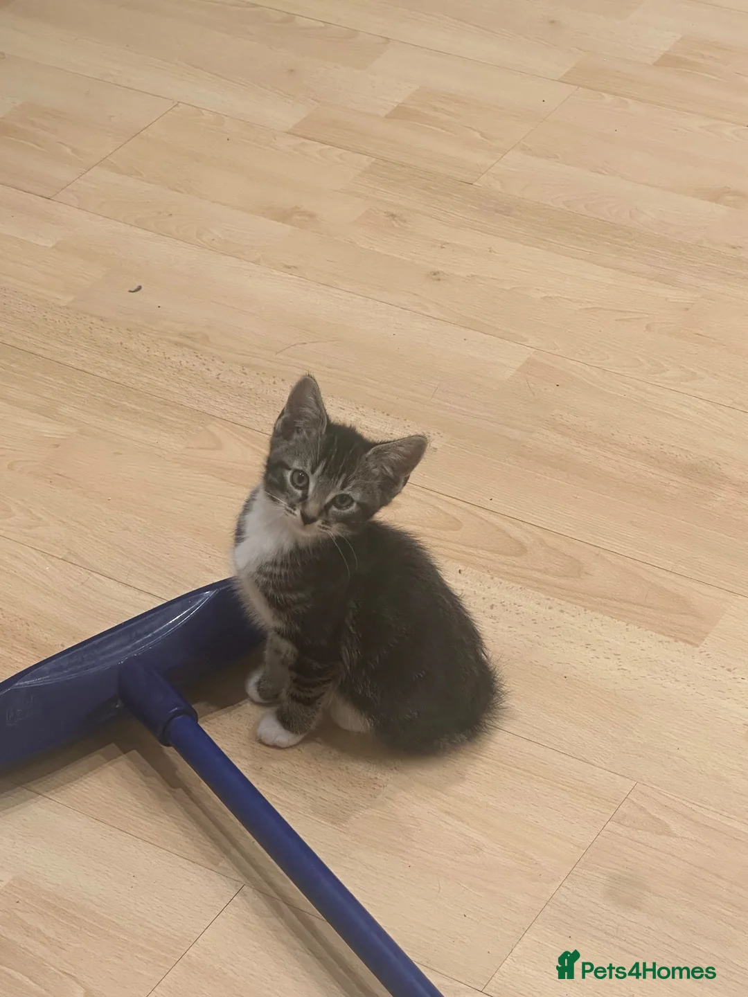 Mixed Breed cats for sale: Two beautiful boys  - Advert 8