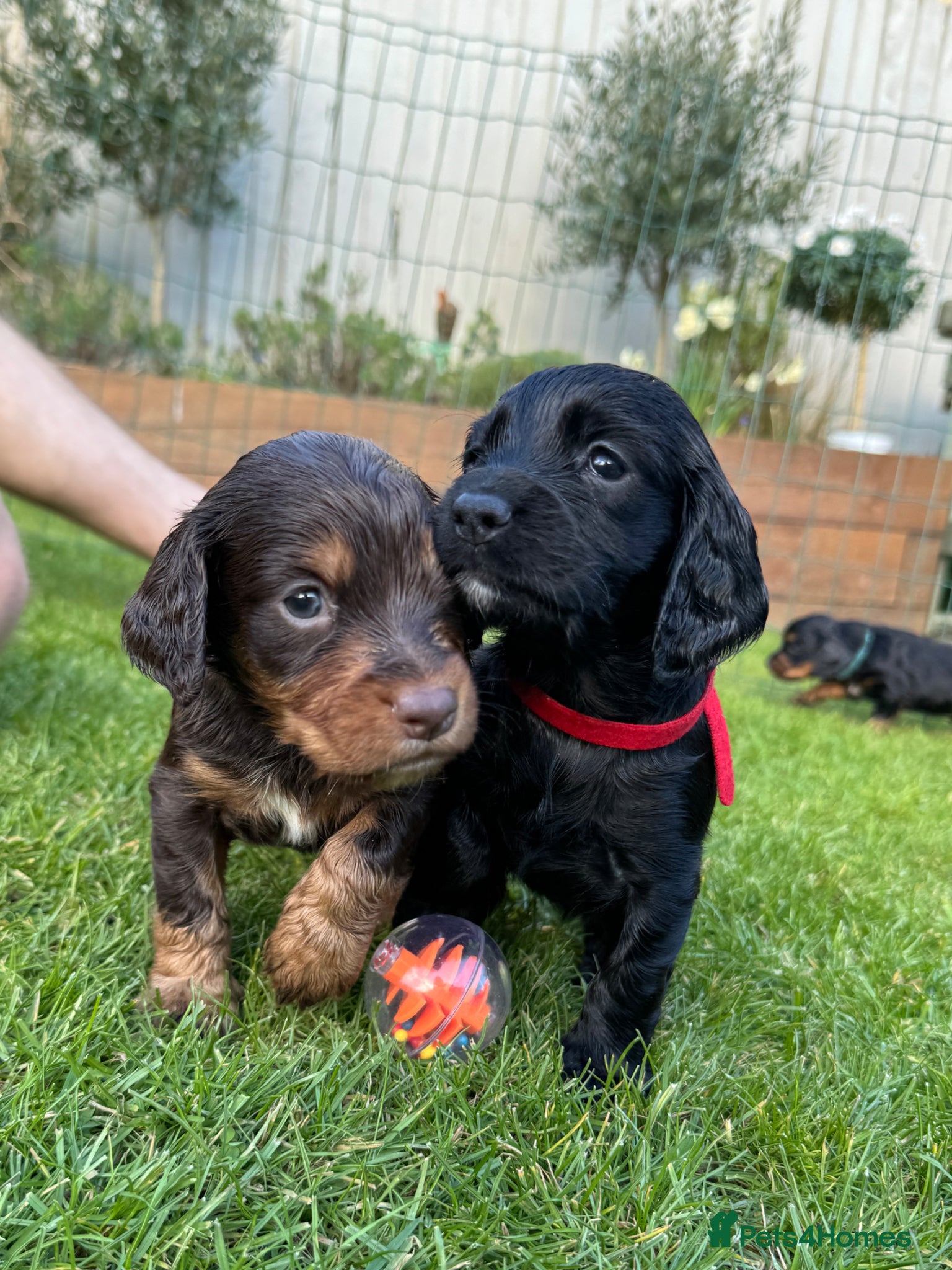 Cocker Spaniel dogs KC Registered Working Cocker Spaniels  - Advert 13