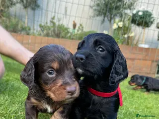 Cocker Spaniel dogs KC Registered Working Cocker Spaniels - Advert 13