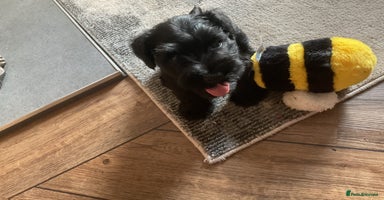Miniature Schnauzer dogs - Advert 3