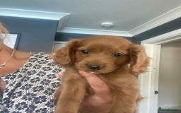 Cavapoo dogs for sale: Cavapoo puppy’s  - Image 6