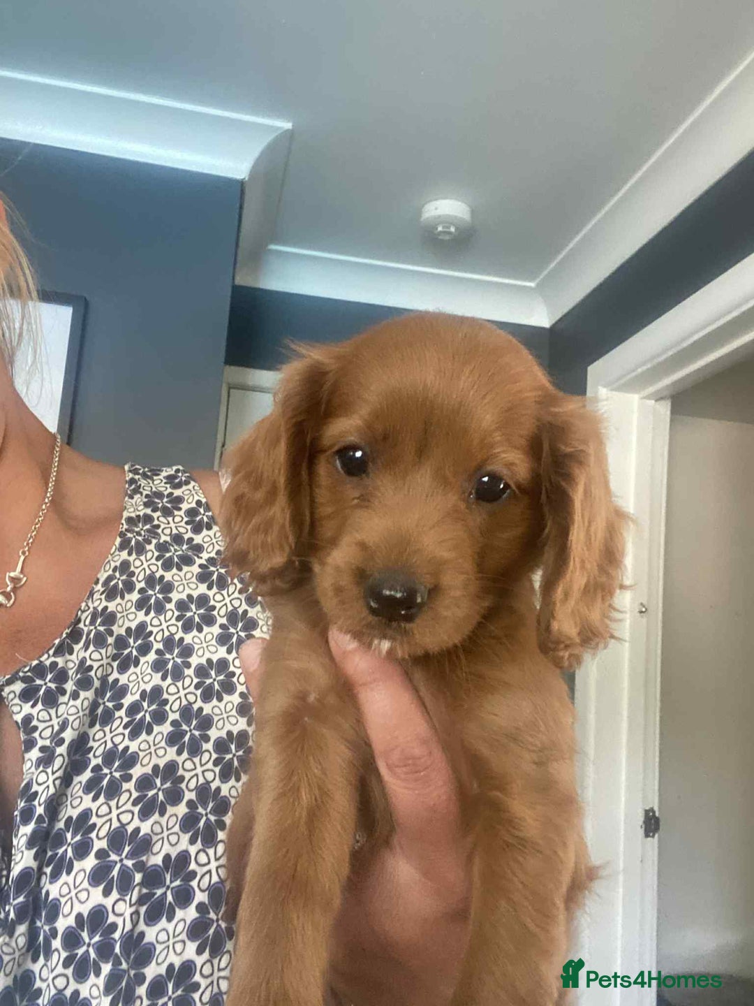 Cavapoo dogs for sale: Cavapoo puppy’s  - Image 6