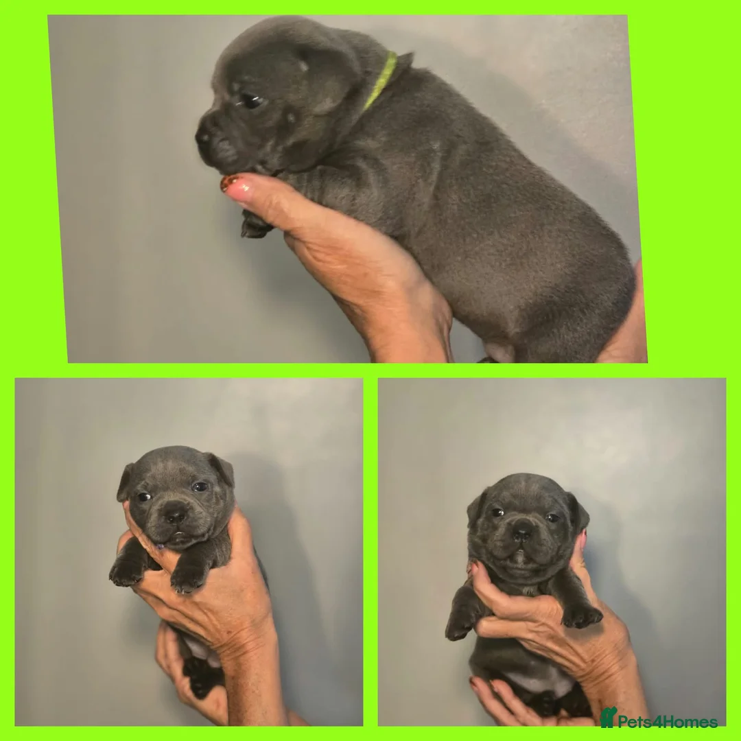 Staffordshire Bull Terrier dogs for sale: Blue Staffy Puppies 💓 - Advert 2